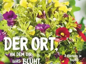 Netto Marken-Discount Calibrachoa Trio Angebot