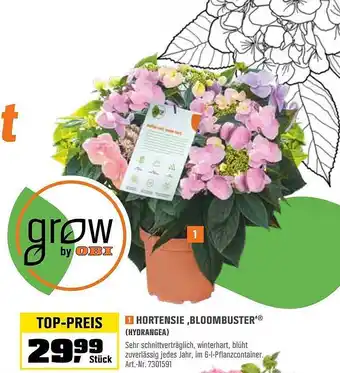 OBI Hortensie Bloombuster (hydrangea) Angebot