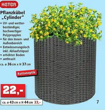 Thomas Philipps Keter Pflanzkübel „cylinder“ Angebot