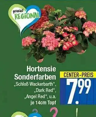 E-Center Hortensie Sonderfarben Angebot