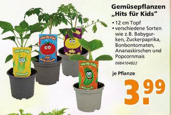 Globus Baumarkt Gemüsepflanzen ,,Hits für Kids" Angebot
