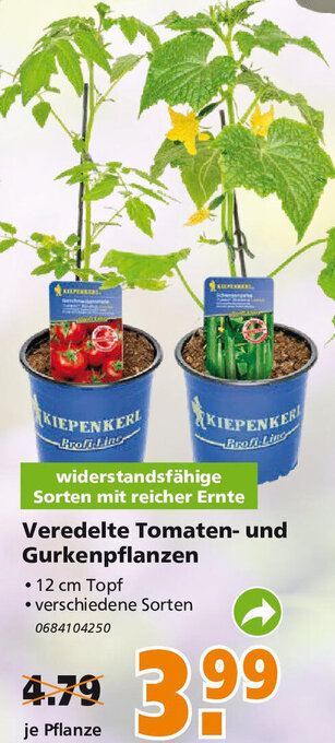 Globus Baumarkt Veredelte Tomaten und Gurkenpflanzen Angebot