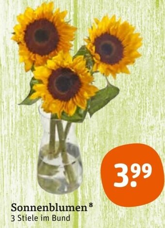 tegut Sonnenblumen Angebot