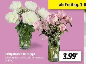 Lidl Pfingstrosen Mit Gyps Angebot