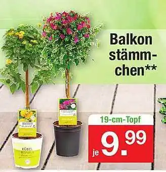 Zimmermann Balkon Stämmchen Angebot