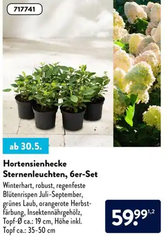 Aldi Süd Hortensienhecke Sternenleuchten, 6er Set Angebot