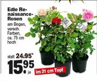 Repo Markt Edle Renaissance-rosen Angebot