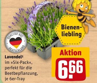 REWE Lavendel Angebot