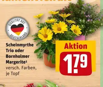 REWE Scheinmyrthe trio oder bornholmer margerite Angebot