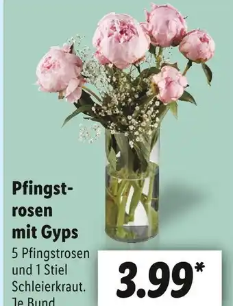 Lidl Pfingstrosen mit gyps Angebot