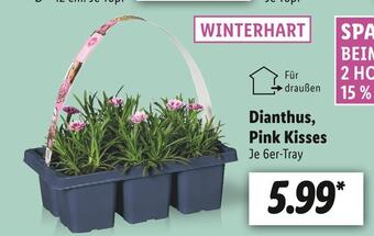 Lidl Dianthus, pink kisses Angebot