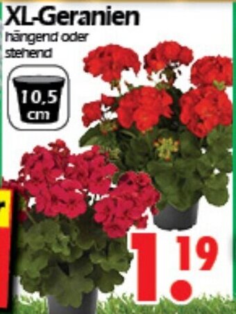 Wreesmann XL Geranien Angebot