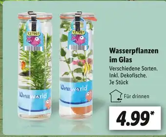 Lidl Wasserpflanzen Angebot