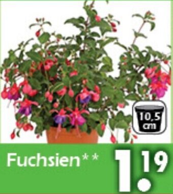 Wreesmann Fuchsien Angebot