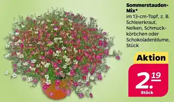 NETTO Sommerstauden Mix im 13-cm-Topf Angebot