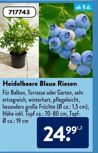 Aldi Süd Heidelbeere Blaue Riesen Angebot