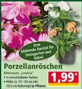 Norma Porzellanröschen Angebot