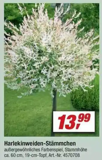 toom Baumarkt Harlekinweiden-stämmchen Angebot