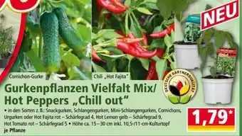 Norma Gurkenpflanzen Vielfalt Mix/Hot Peppers ,,Chill out" Angebot