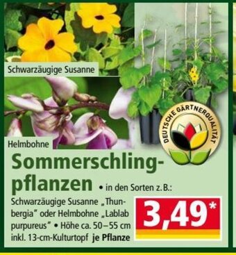 Norma Sommerschlingpflanzen Angebot