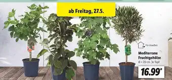 Lidl Mediterrane fruchtgehölze Angebot