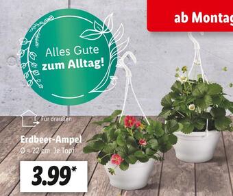 Lidl Erdbeer-ampel Angebot