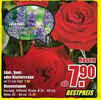 B1 Discount Baumarkt Edel, Beet oder Kletterrosen Angebot