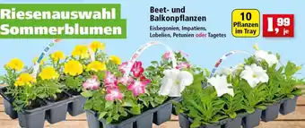 Thomas Philipps Beet und Balkonpflanzen Angebot