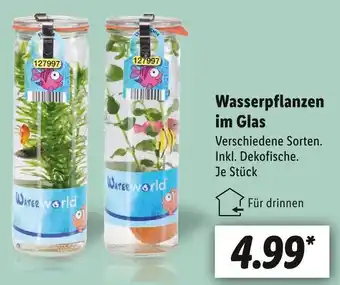 Lidl Wasserpflanzen im glas Angebot