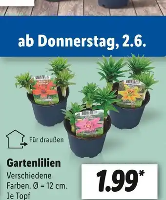 Lidl Gartenlilien Angebot