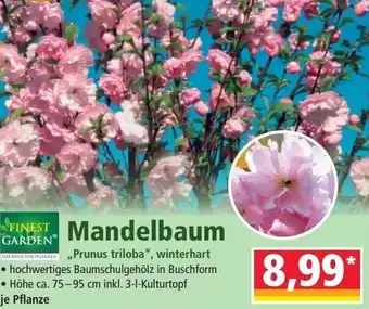 Norma Finest Garden Mandelbaum Angebot