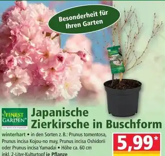 Norma Finest Garden Japanische Zierkirsche in Buschform Angebot