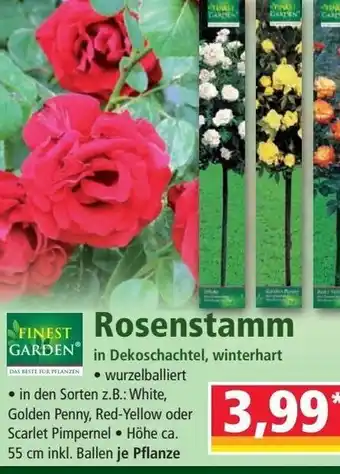 Norma Finest Garden Rosenstamm Angebot