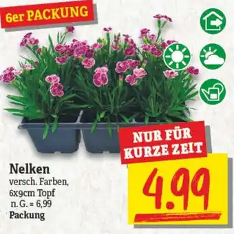 NP Discount Nelken 6er Packung Angebot