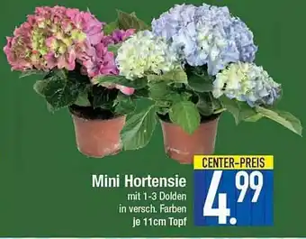 E-Center Mini Hortensie Angebot