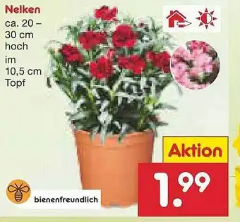 Netto Marken-Discount Nelken Angebot