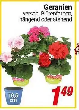 CENTERSHOP Geranien Angebot