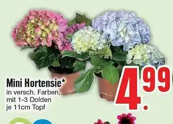 Edeka Mini Hortensie Angebot