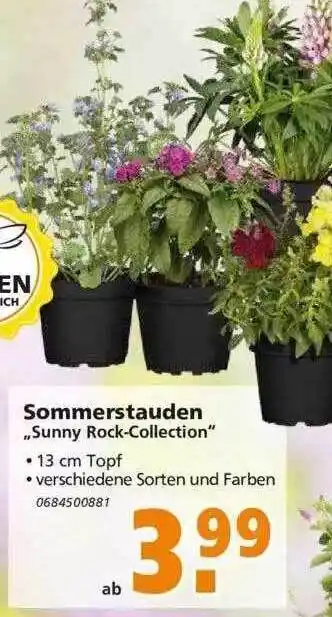 Globus Baumarkt Sommerstauden „sunny Rock-collection” Angebot