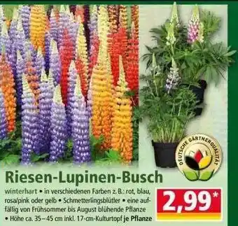 Norma Riesen-lupinen-busch Angebot