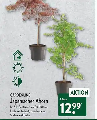 Aldi Nord Gardenline Japanischer Ahorn Angebot