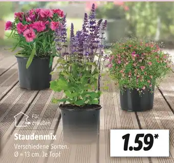 Lidl Staudenmix Angebot