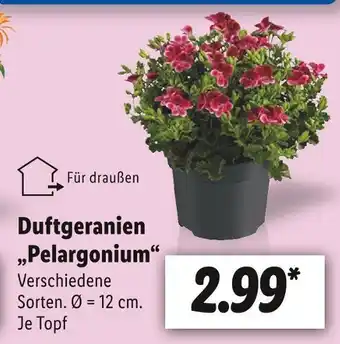 Lidl Duftgeranien „pelargonium“ Angebot