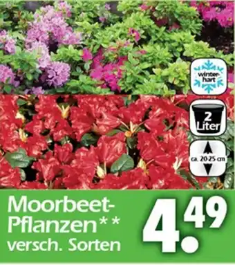 Wreesmann Moorbeet Pflanzen Angebot