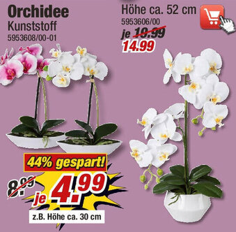 Poco Orchidee Angebot