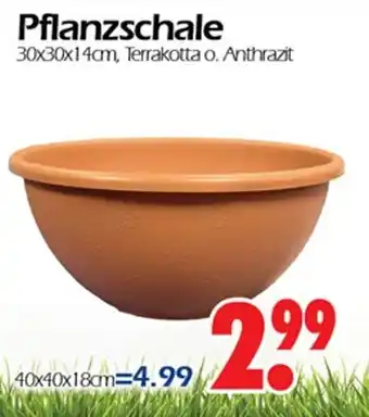 Wreesmann Pflanzschale Angebot