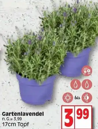 Edeka Gartenlavendel 17cm Topf Angebot