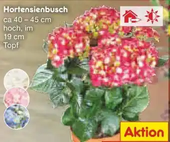 Netto Marken-Discount Hortensienbusch Angebot