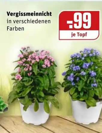 REWE Vergissmeinnicht Angebot