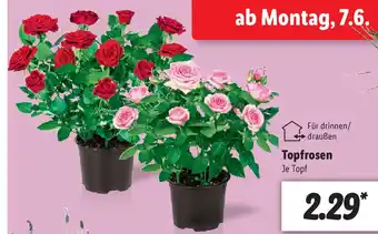 Lidl Topfrosen Angebot